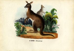 Canguro grigio orientale, 1863-79